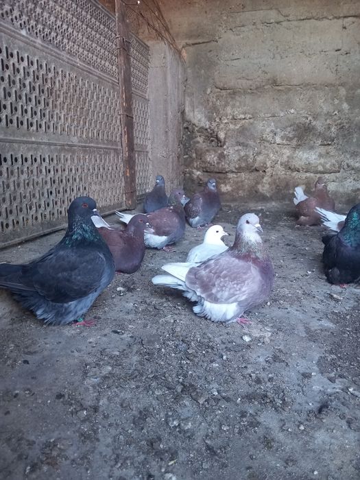 Porumbei Mondaini Filiași Dolj