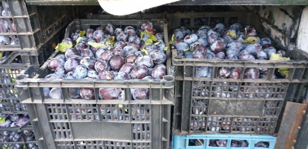 Prune pentru țuică și consum