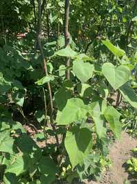 Vand Paulownia tomentosa