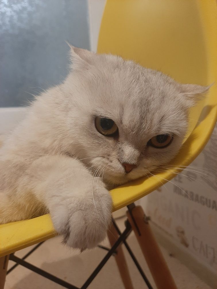 Продам породистую кошку