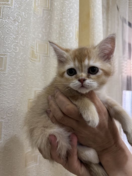 Мушукча сотилади тоза кровный золотая шиншила