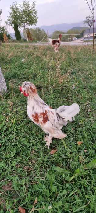 Cocosi de vanzare mii de flori si austrolop