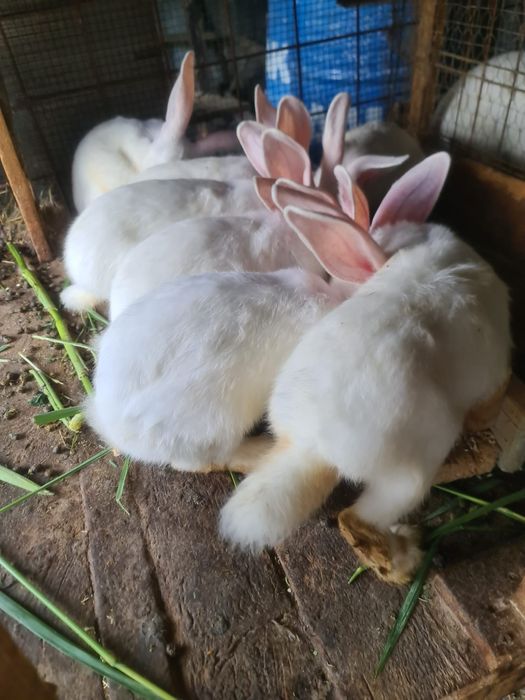 Iepuri hicole 6 luni