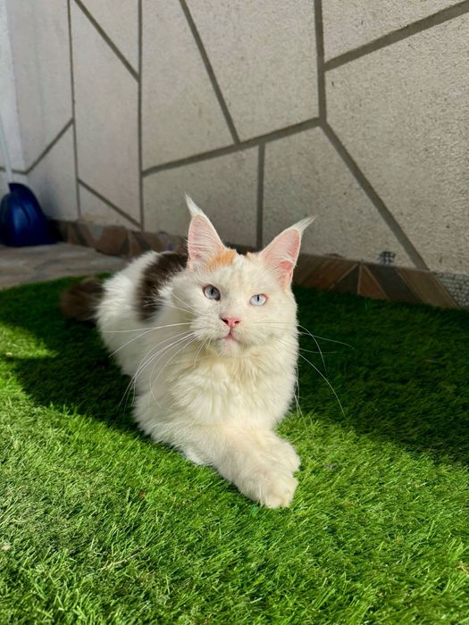 Femela ochi albastri