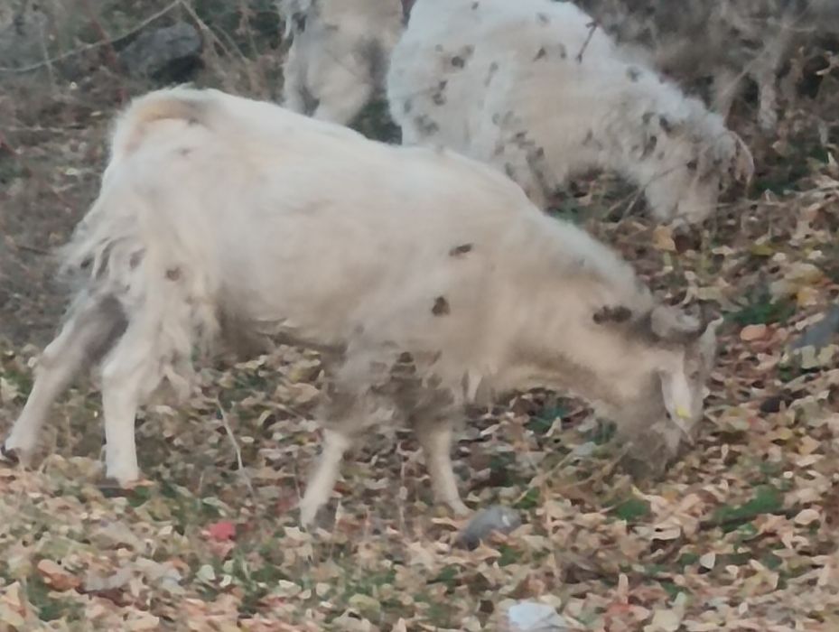 Продам кастрированного козла