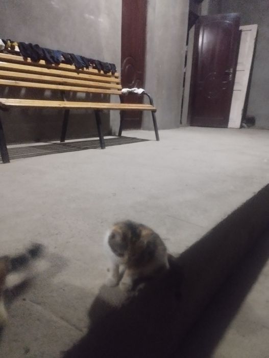 Мушук текинга 2 ойлик