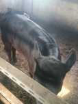 Vand vitea angus