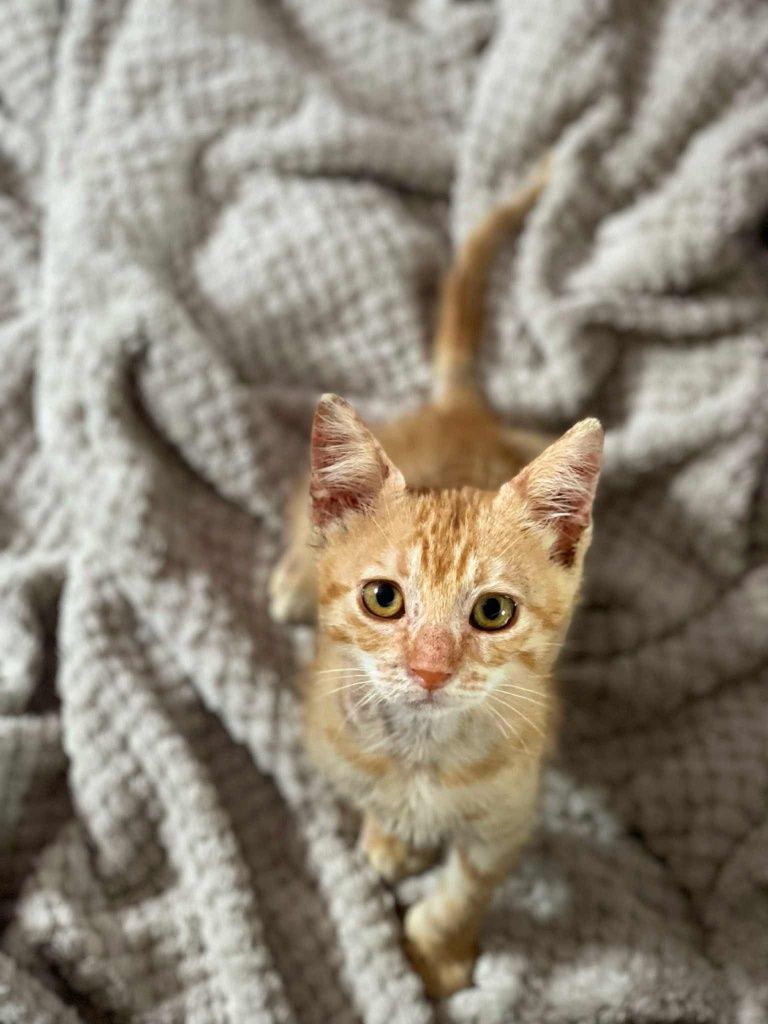 Подаряваме коте на 2 месеца