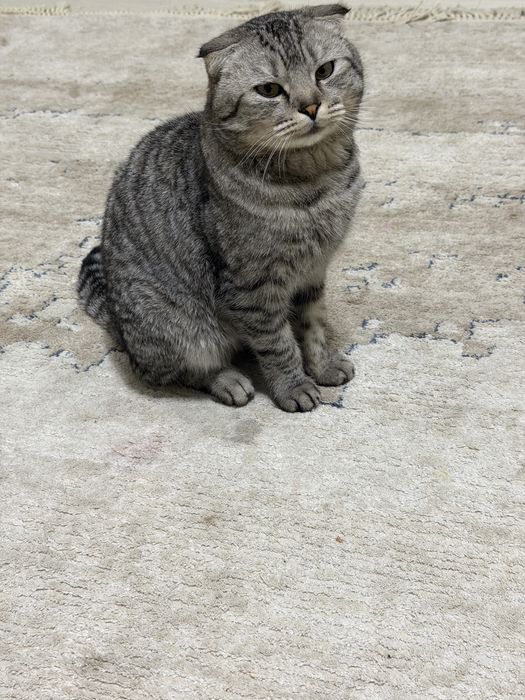 Шотландский вислоухий кот ищет невесту.