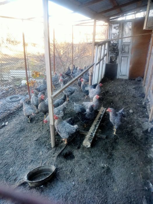 Петухи. Породы Амрокс