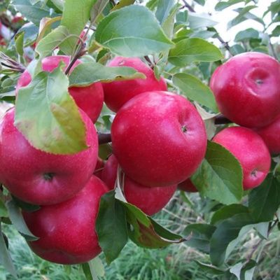 Pomi Fructiferi La Ghiveci (Màr )