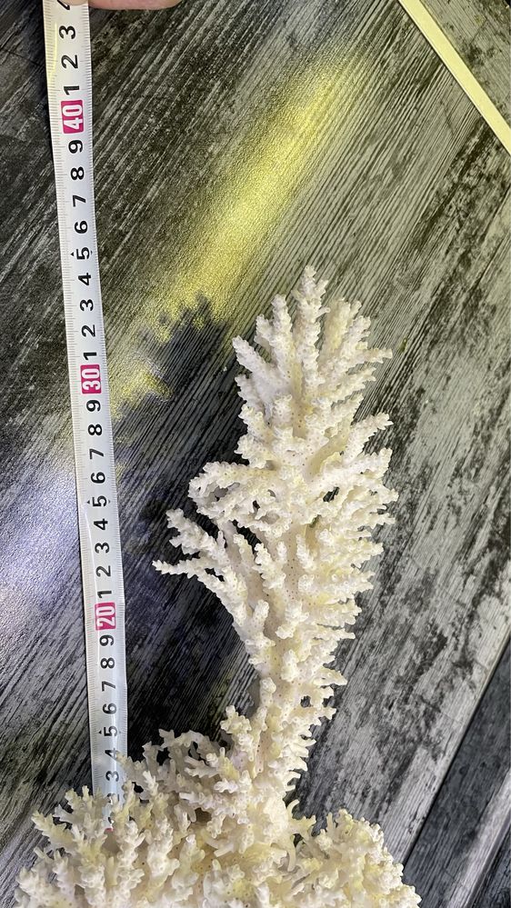 Продам коралл натуральный