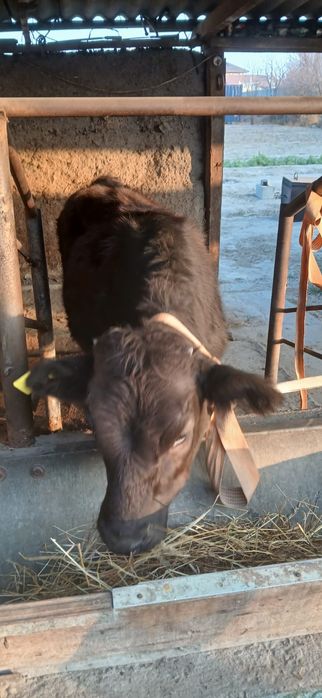 Продам телку 7 месяцев
