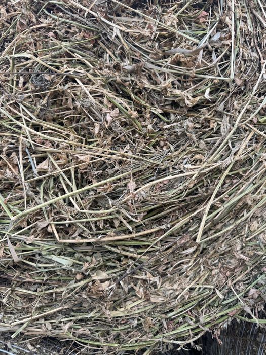 Baloti rotunzi de lucerna .