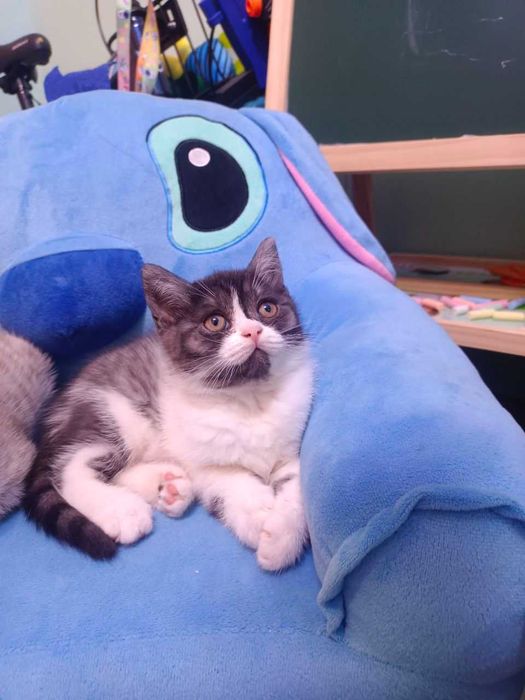 Продается котенок