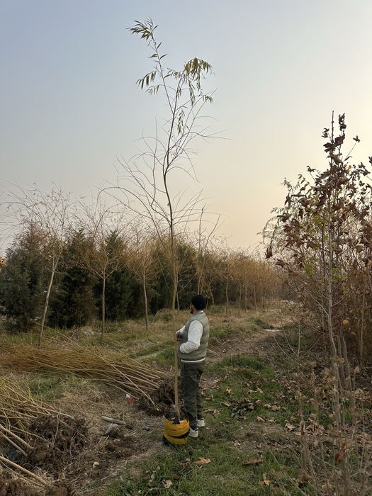 Majnun tol 2 metrdan 5 metrgacja