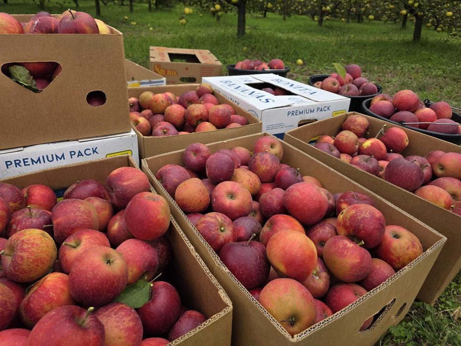 Mere din productie proprie – Calitatea I – Golden, Florina, Ionatan