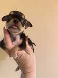 Chihuahua baietel mini