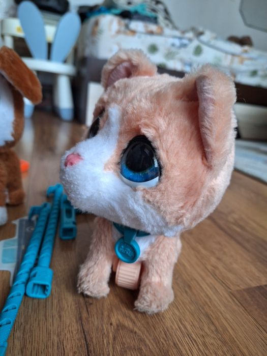 Куче и коте с повод