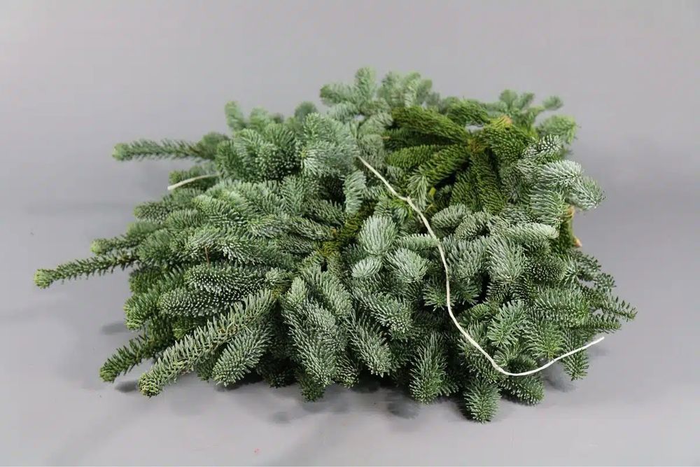 Crengi de brad nobilis