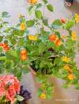 Lantana guli ko'chatlari sotiladi