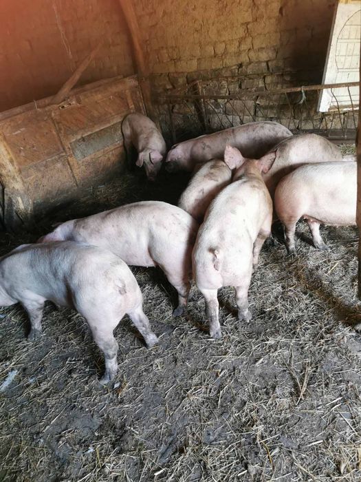 Продавам прасета