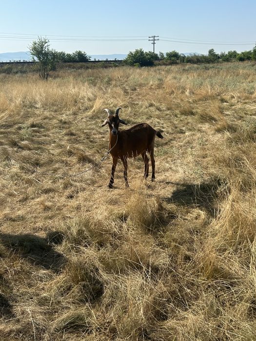Vand capre  alpin fracez si anglonubia cu lapte si un tap