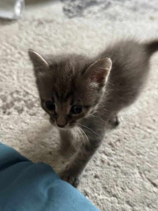 Котята месячные бесплатно