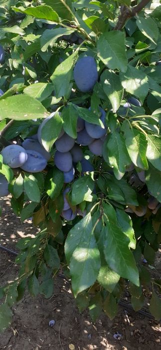 Stropit pomi fructiferi,vita de vie, solarii,sere,terenuri