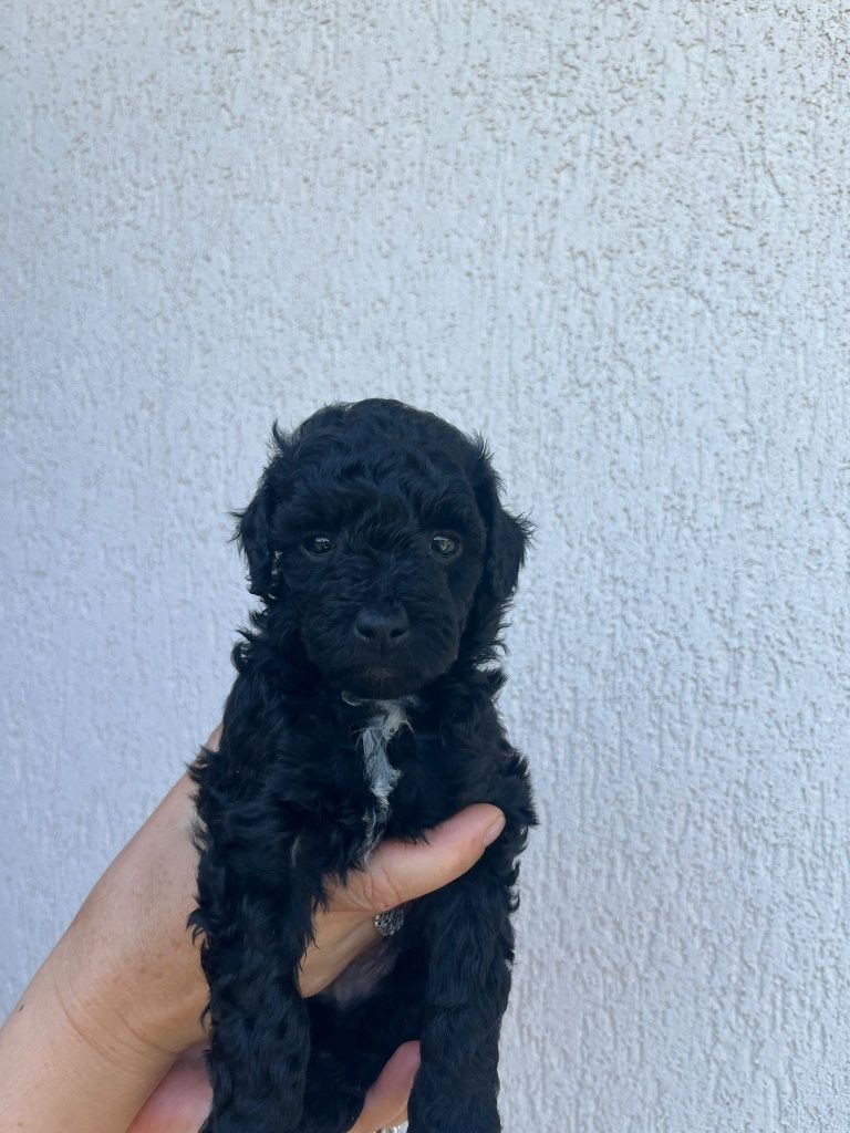 Caniche pui(pude)