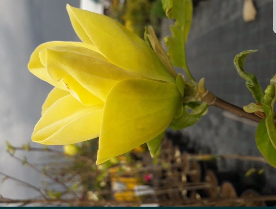 Magnolia Galbena si Albastra