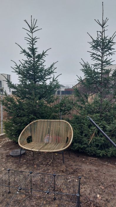 Brad natural, inaltime peste 2 m