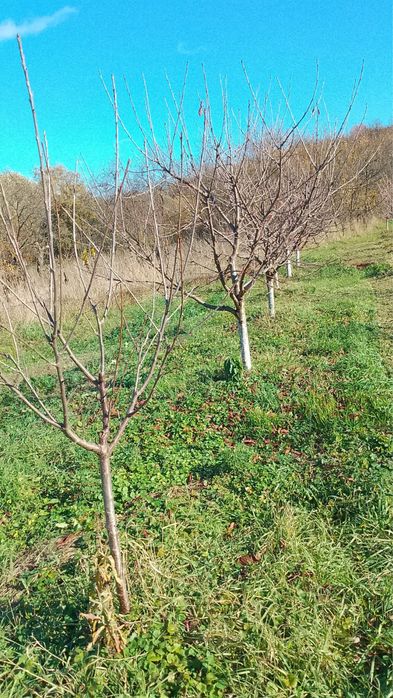 Ciresi - pomi fructiferi