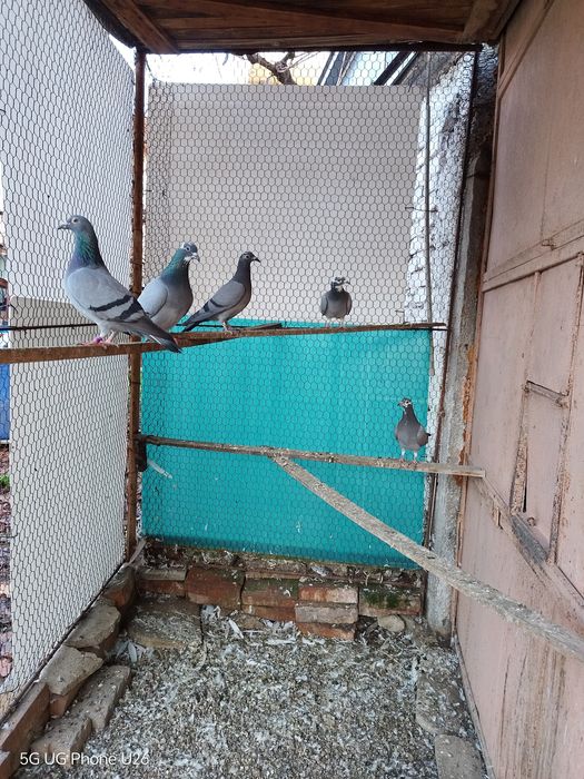 Продавам  пощенски гълъби