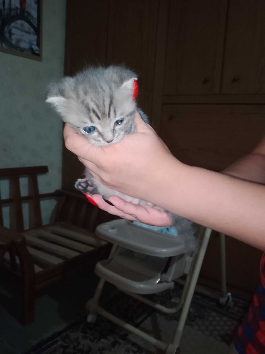 Отдам кошечку в добрые ручки