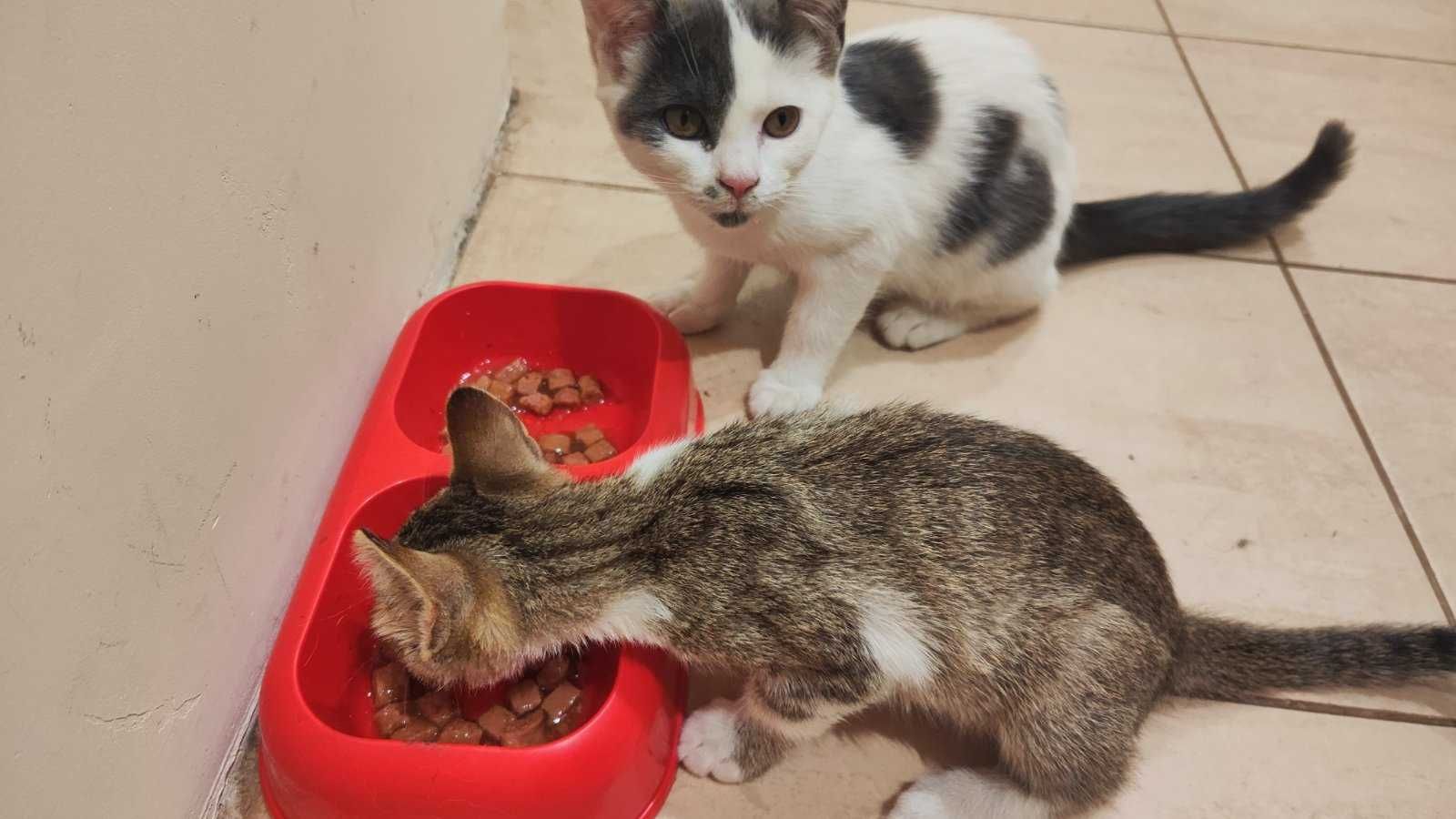 Подарявам котенца