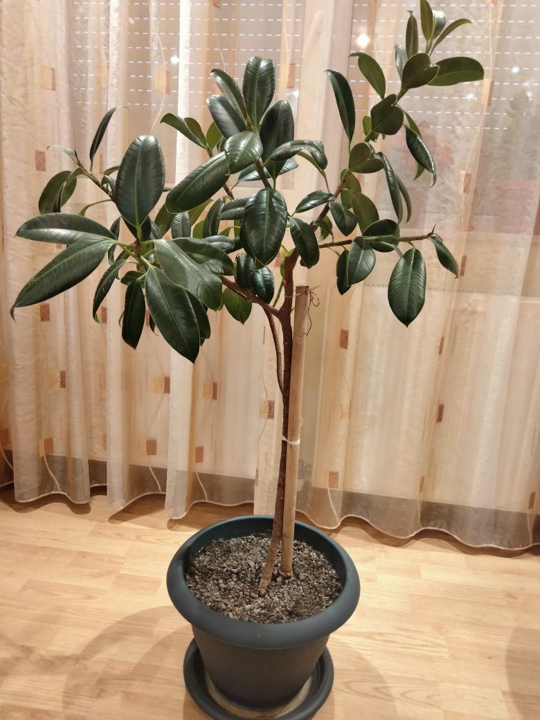Ficus planta de apartament