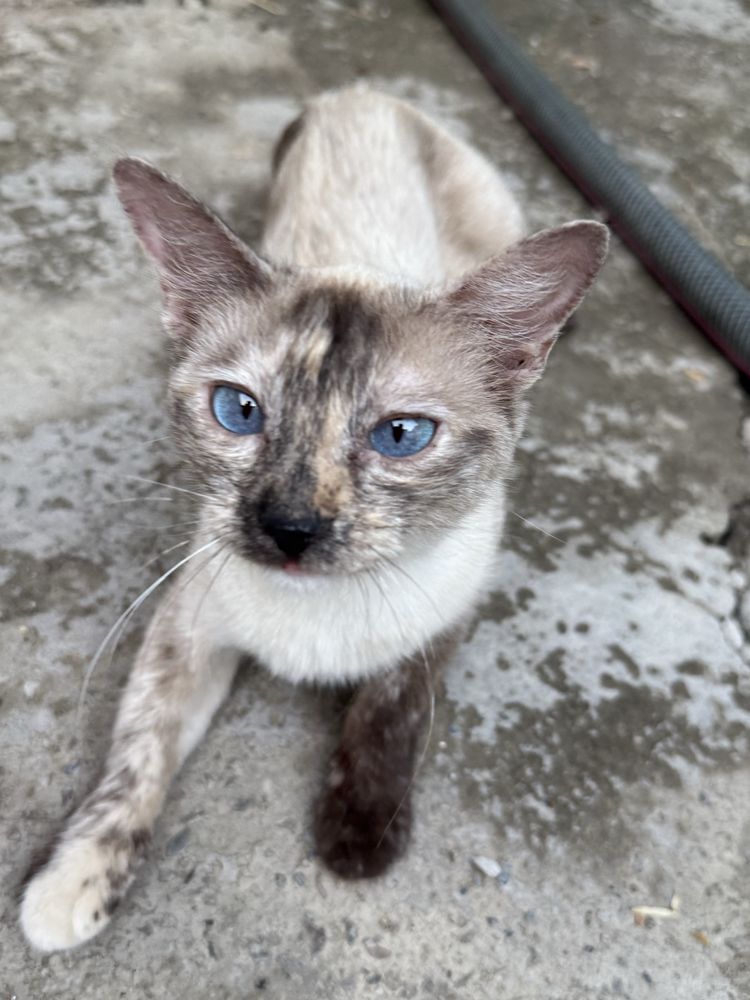 Сиамская кошка и котят