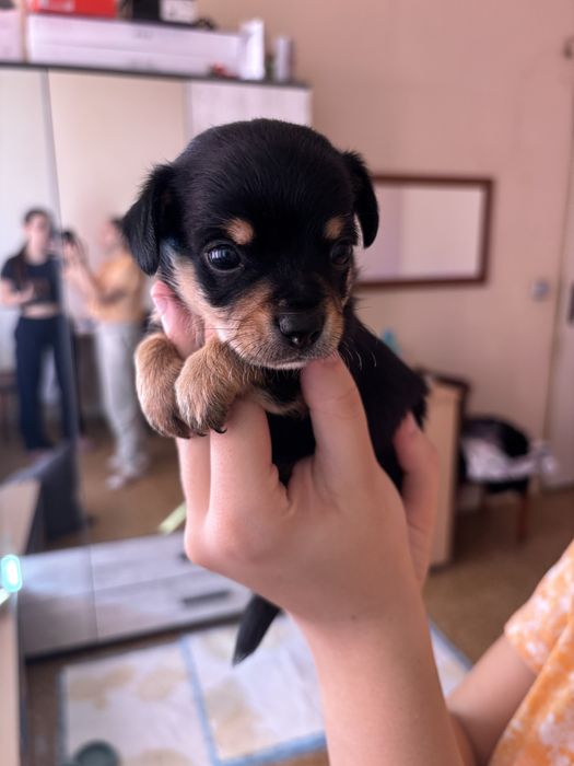 Мъжки и женски чихопинчер с родословие.