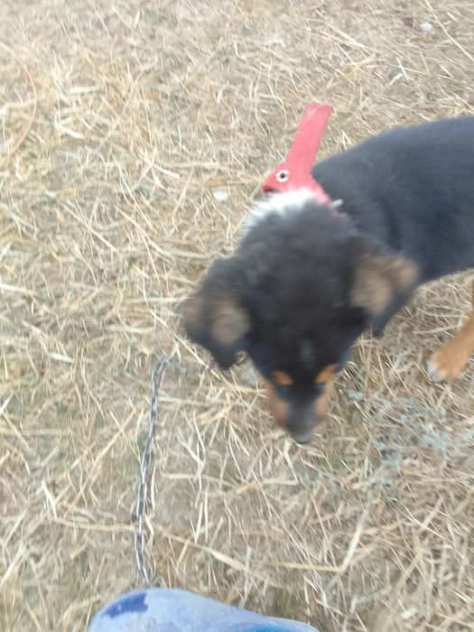 Осы күшік сатылды