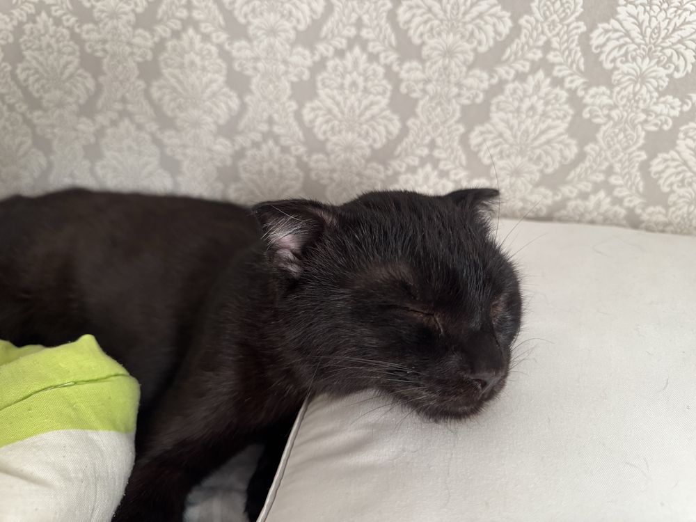 Котик в добрые руки