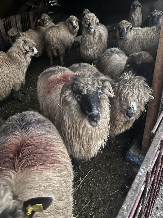 Vand oi de taiat sau de tinut