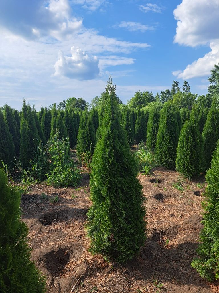 Plante ornamentale și rulou de gazon.