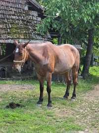 De vânzare cal și caruta