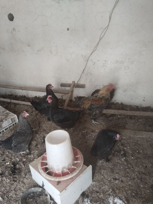 Продам кур маран кучинка.