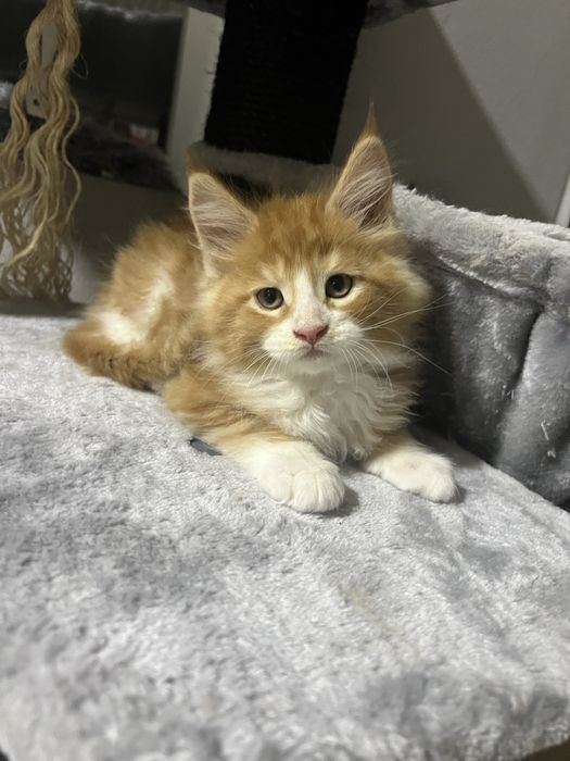 pisicuti M A I N E   C O O N