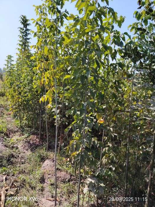 Яшил макон лойихаси учун дарахтлар бор.