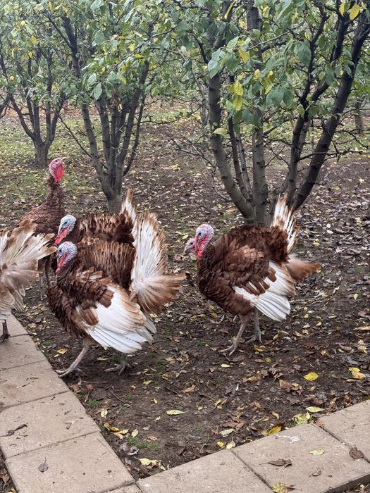 Curci si Curcani Red Bourbon 2025