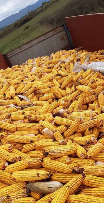 Vând porumb știuleți producție 2025