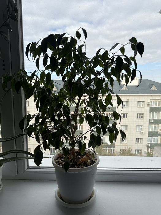 Бөлме гүлдері. Офиске де болады